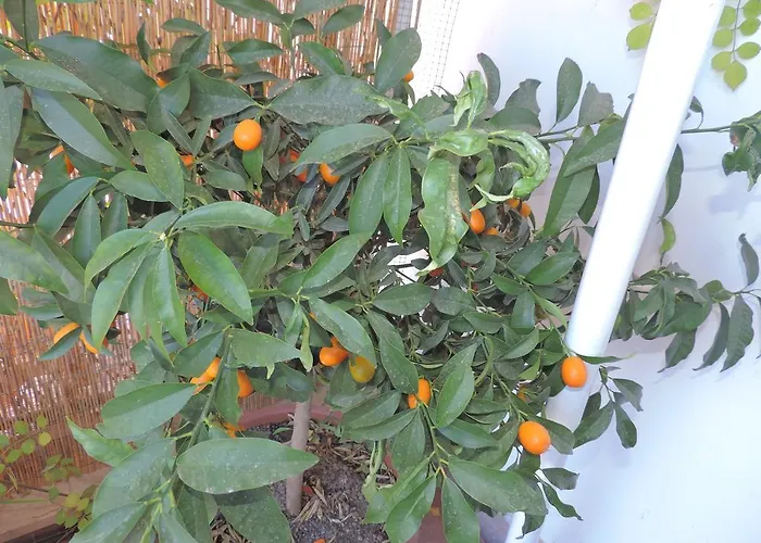 Sinfonia Di * Neapel